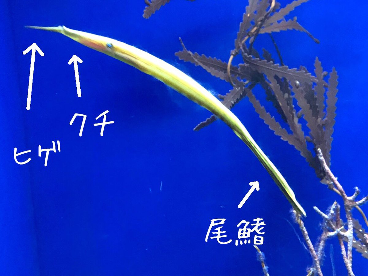 サンシャイン水族館 受け口で細い体 尾が長く翁のようなヒゲのあるハギの仲間という特徴の魚は ウケグチノホソミオナガノオキナハギ です 日本で一番長い名前の魚