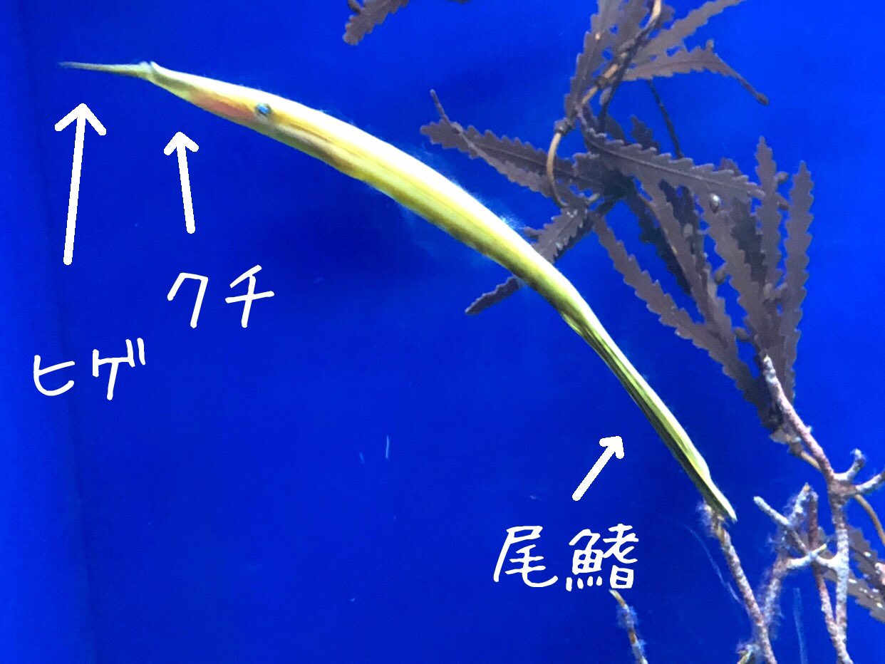 تويتر サンシャイン水族館 على تويتر 受け口で細い体 尾が長く翁のようなヒゲのあるハギの仲間という特徴の魚は ウケグチノホソミオナガノオキナハギ です 日本で一番長い名前の魚 T Co Uqtmi329q2