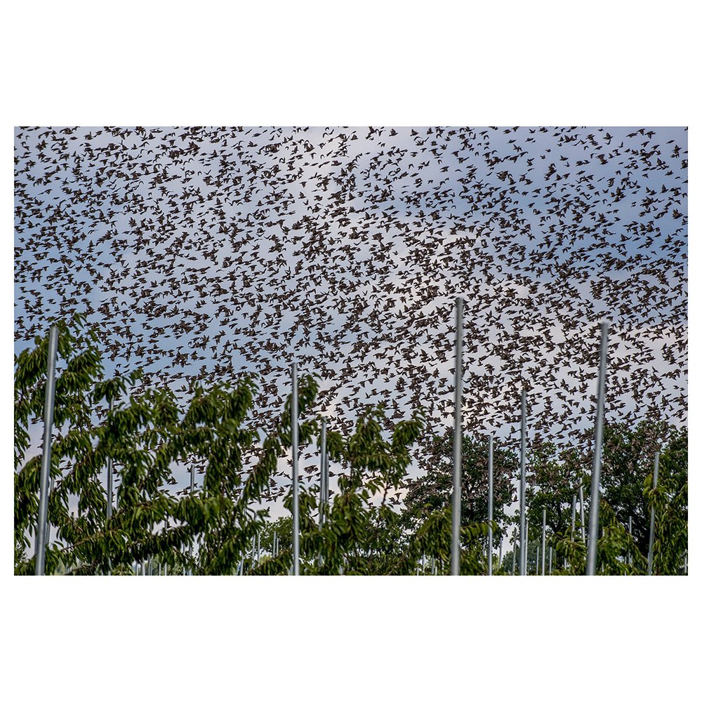 Spreeuwen in een Betuwse kersenboomgaard. 
#spreeuwen #ommeren #thebirds