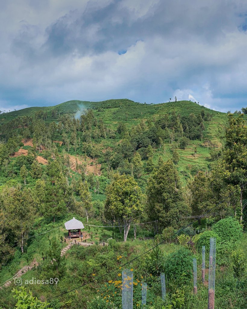 adiesa26's tweet photo. Agrowisata Dillem Wilis Kec. Bendungan #Trenggalek #jatim

 #trenggalekview #trenggalekkita #trenggalekeksis #trenggalekmeroket #trenggalekmembangun #visittrenggalek #ilovetrenggalek #jawatimur #gunungwilis #dilemwilis #dilemwilisbendungan #agrowisatadilemwilis #wilis #perkawis https://t.co/DRVapDcc0t