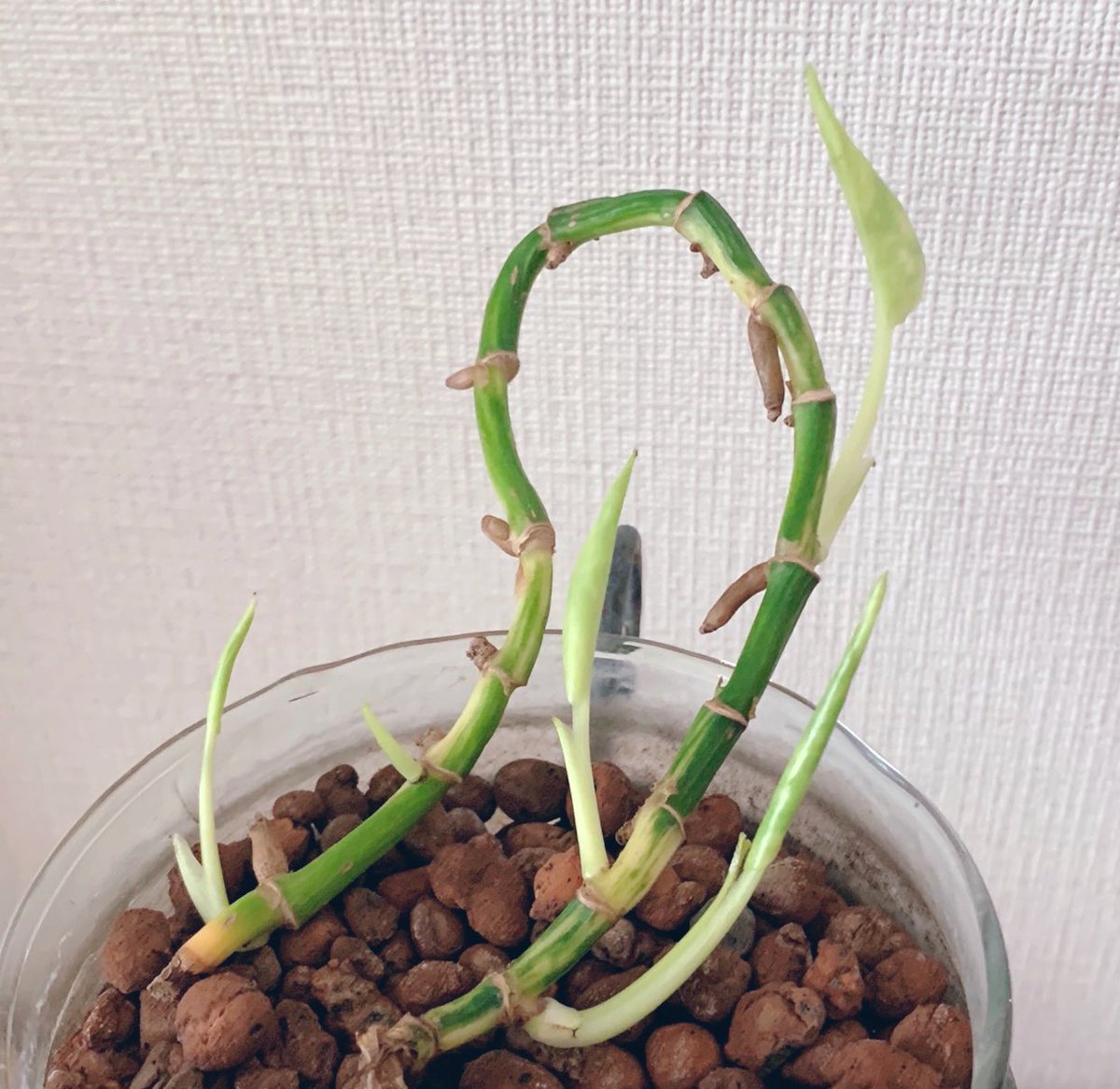 Mipo Twitterren 7月14日 約1カ月後のポトス 節だけだった古株の茎のあちらこちらから葉が出てきた 水に浸した茎からも新芽の気配 ポトスの生命力の強さ T Co Gksqzwpo6d Twitter Mipo Twitterren 7月14日 約1カ月後のポトス 節だけだった古株の茎のあちらこちらから葉が出てきた 水に浸した茎からも新芽の気配 ポトスの生命力の強さ T Co Gksqzwpo6d Twitter