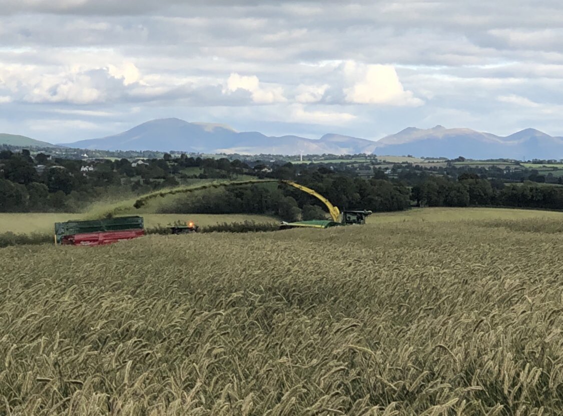 FarmDonagh's tweet photo. A start made to the rye this evening with a view ⛰🥛🌾 https://t.co/MlX4cWl1hS