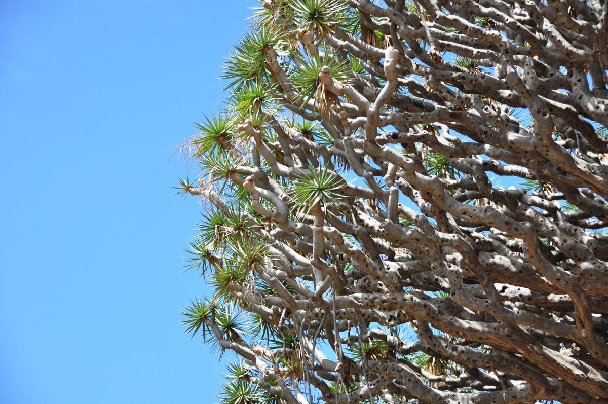 krisporelmundo's tweet photo. ¿Habéis oído hablar del Drago Milenario? Un árbol de 800 años que sigue creciendo en Icod de los Vinos, uno de esos pueblos bonitos que merece la pena conocer en Tenerife @VisitTenerifeES @canarias_es @MadridTB https://t.co/1MBBkmUwJ3 https://t.co/Xd3HZcaT4X