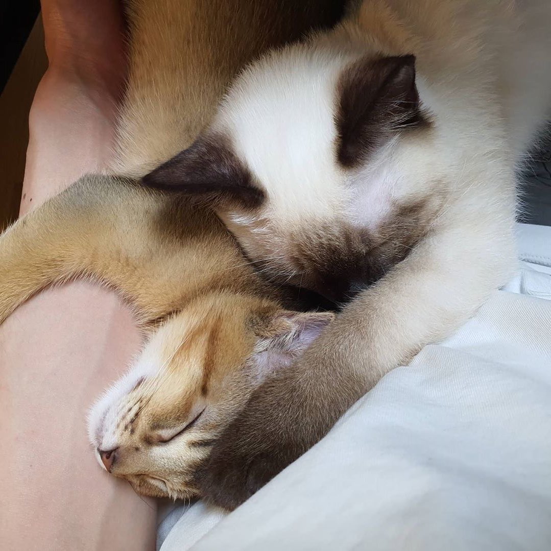 ป้าฟาง 💜 TENLEE #SO10 🐈⬛💥 tweet media