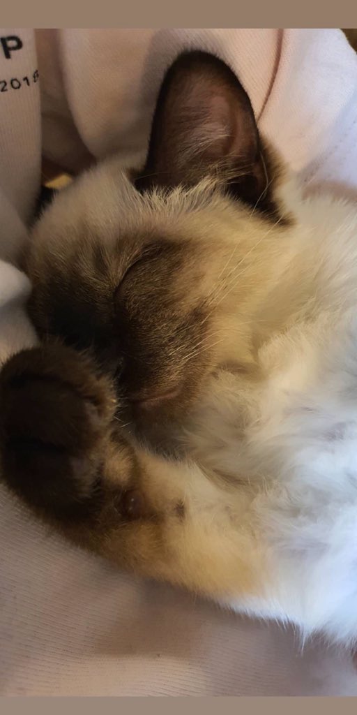 ป้าฟาง 💜 TENLEE #SO10 🐈⬛💥 tweet media