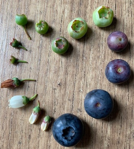 JamesHuttonLtd's tweet photo. Lovely image by @JamesHuttonInst #Blueberry breeder Susan McCallum, demonstrating the development of #BlueberryCultivars in our #BreedingProgramme (with some help). Hear more about this &amp; other #SoftFruit #SmallFruit breeding at #FruitfortheFuture20 https://t.co/HLQ8DLXD5p https://t.co/mgITvOKmp4