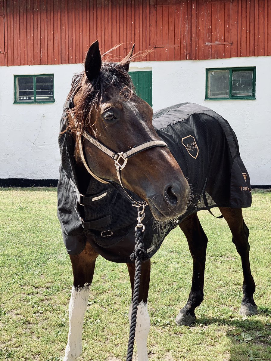 StephanieJWerde's tweet photo. Raja Mirchi sonen Dynamic Raja är klar för comeback på riktigt imorgon Kalmar. #långfrånvaro #betterthenbefore #dynamicraja #rajamirchi #equum #magneticfield #king #EquumracingStable #winnwithequum https://t.co/YDNTnq0vpY