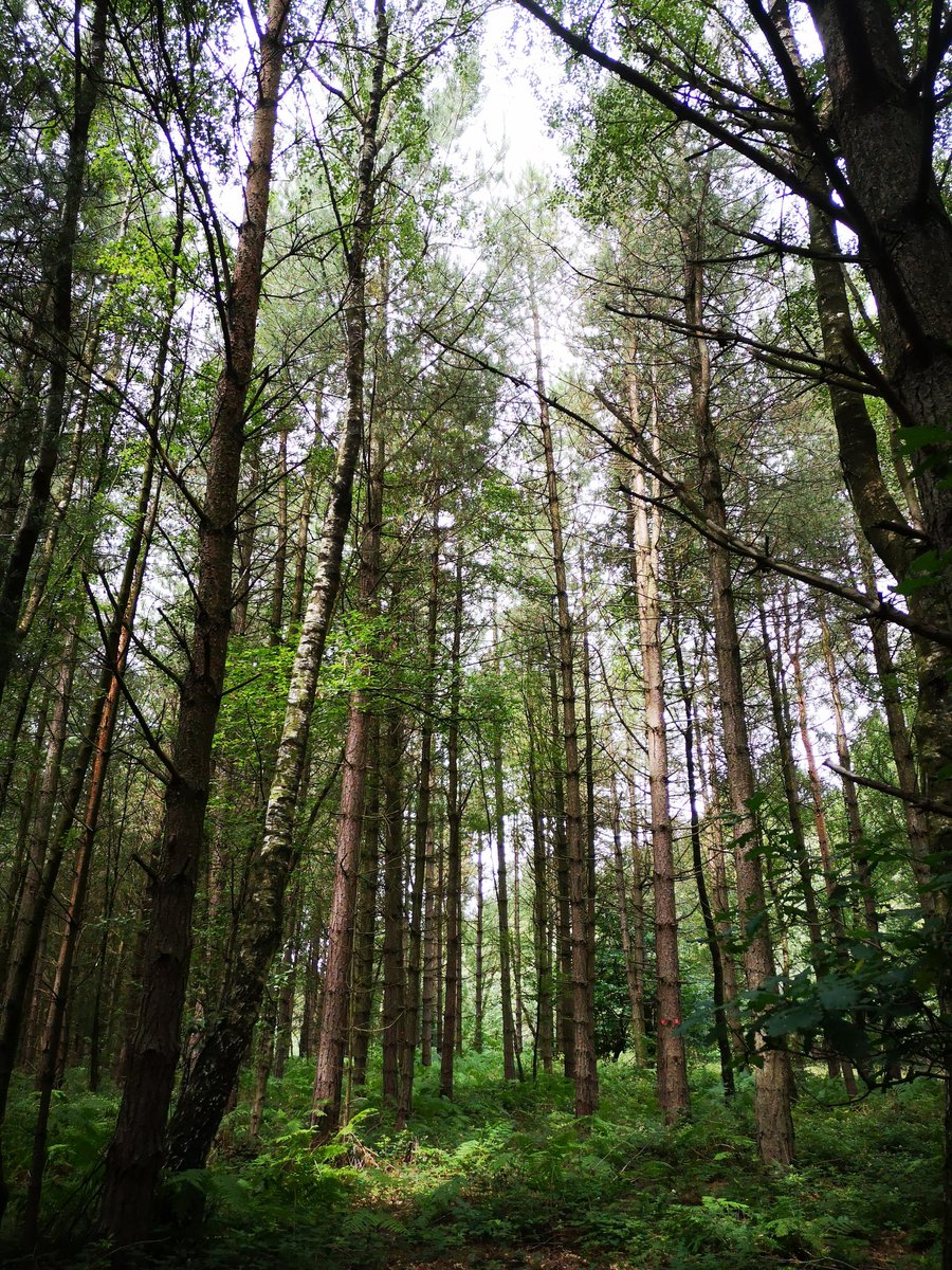 mcewanglass's tweet photo. Yesterday's walking in Sherwood forest. Very calming to be within the trees. https://t.co/TpvfUAPzkN