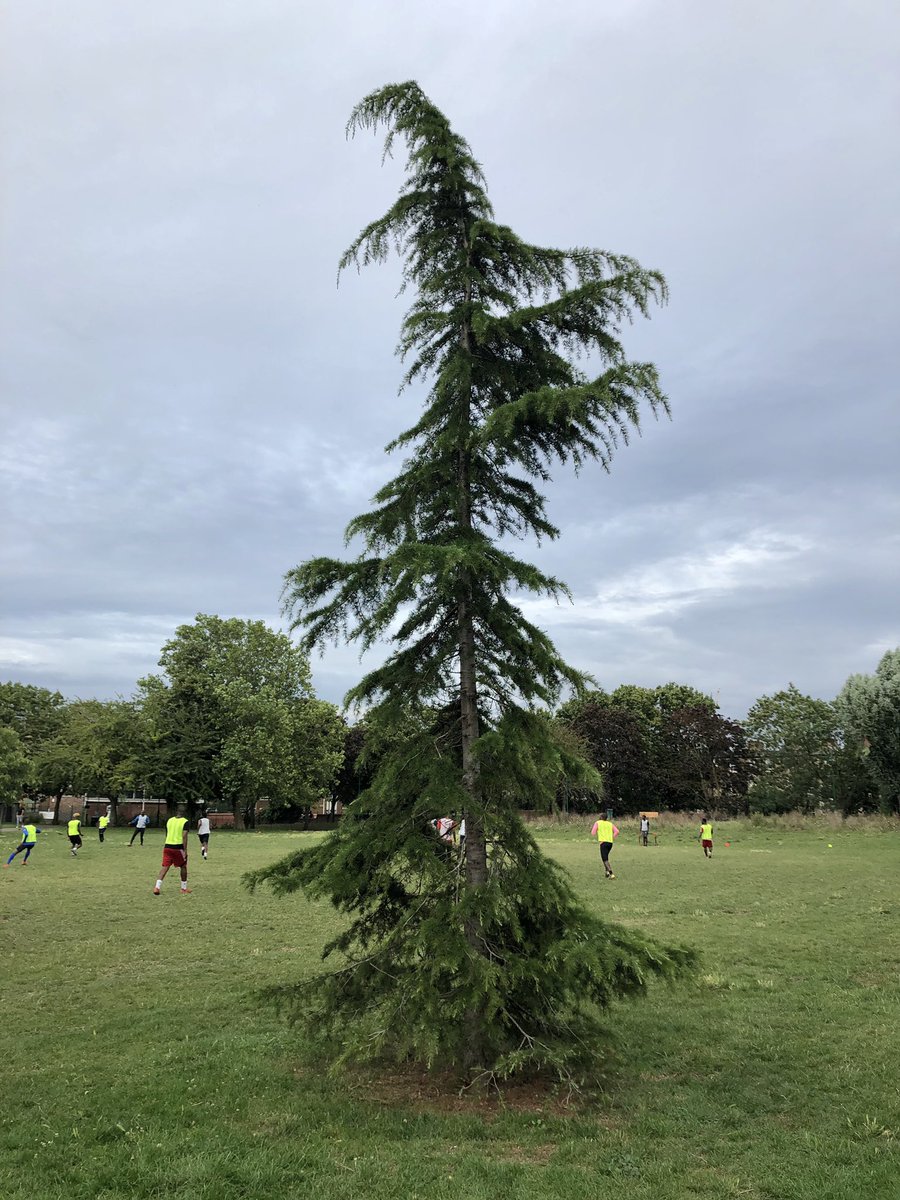 leaftoleaf's tweet photo. Tree of the Day 🌳
A Deodar (Cedrus deodara), in @PasleyPark on the #ChapterRoad side. Unattributed but an early #HeygateLegacy tree, in fact. Its canopy-comrades are looking quite grand this summer, shading the path, linking leafy values from #SturgeonStreet to #ManorPlace 🍃 https://t.co/3uvAlqMiKG