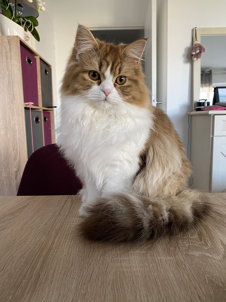 itskanebutler's tweet image. Your pet and what they’re named after