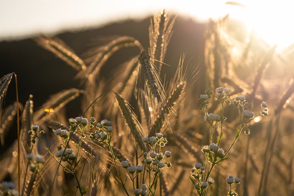 ausgrainscience's tweet photo. Are you interested in contributing to the future of #grainscience and #AGSA? We are setting up an advisory committee! Read more in the latest newsletter --> https://t.co/1w7hoZJBVN https://t.co/AYETztu6ly