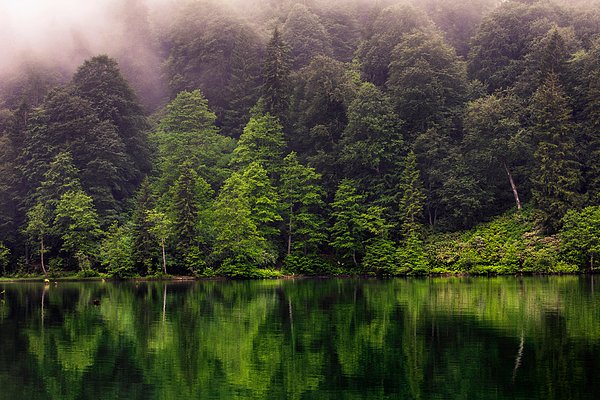 evgord's tweet photo. New artwork for sale! - "Misty Dark Lake" - https://t.co/Q7Zn5Vp125 @fineartamerica https://t.co/j22A1wMdFB