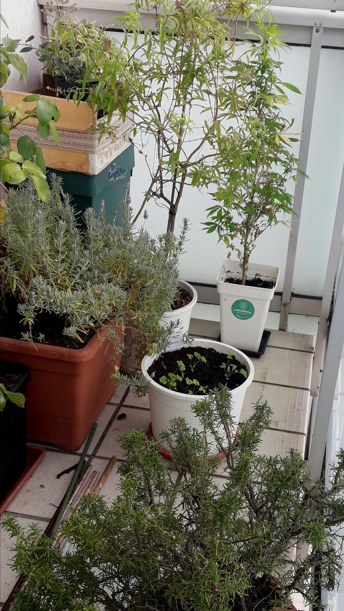 AdrycManellson's tweet photo. ¡ Weed Día Verde Mundo !
Nubes visten el Cielo de #AdrycsCove, #Bluewerry99 @GreenbudSeeds #ASuAire #OutDoor #Orgánico #Plagron busca #Luz, un #Becario #CatCropTeam liándola ya,
Y mi Hada, @GiftsGreenwood, @HempCropEs, el #AdrycManëllsonTesterTeam y yo Os Deseamos Sea Feliz.🧚‍♂️😎 https://t.co/5g1mx03fIN