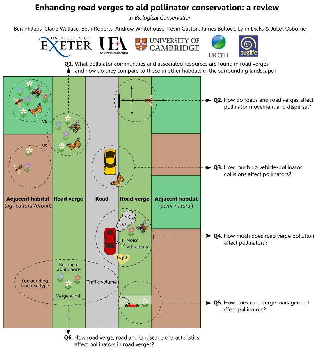 Road verges can provide habitats for pollinators such as  #bees, butterflies & beetles. But are pollinators at risk from pollution & being hit by vehicles?  & how can we best manage verges for pollinators?Our new study addresses these Qs: https://doi.org/10.1016/j.biocon.2020.1086871/n