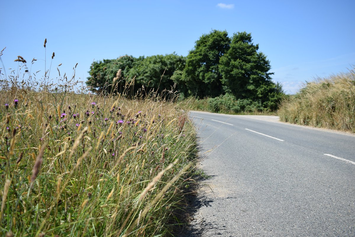 Given concerns about pollinator/insect declines, road verges present a major opportunity because they…1. Can be flower-rich habitats.2. Cover ~1% of land in Europe/North America.3. Are managed by relatively few organisations (e.g. local councils & highways agencies).
