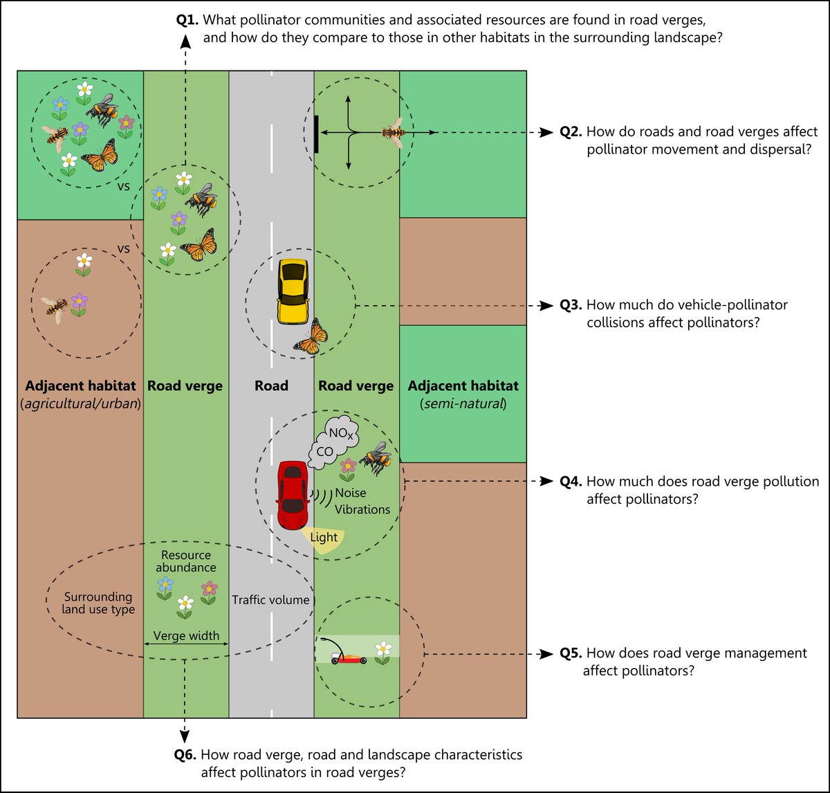 Road verges are often comparable to other grasslands, so can be managed as such. BUT…Pollinators in road verges are also exposed to pollution, roadkill etc. so we need a specific assessment of if/how we should best use them.We reviewed 140 studies to answer the following Qs: