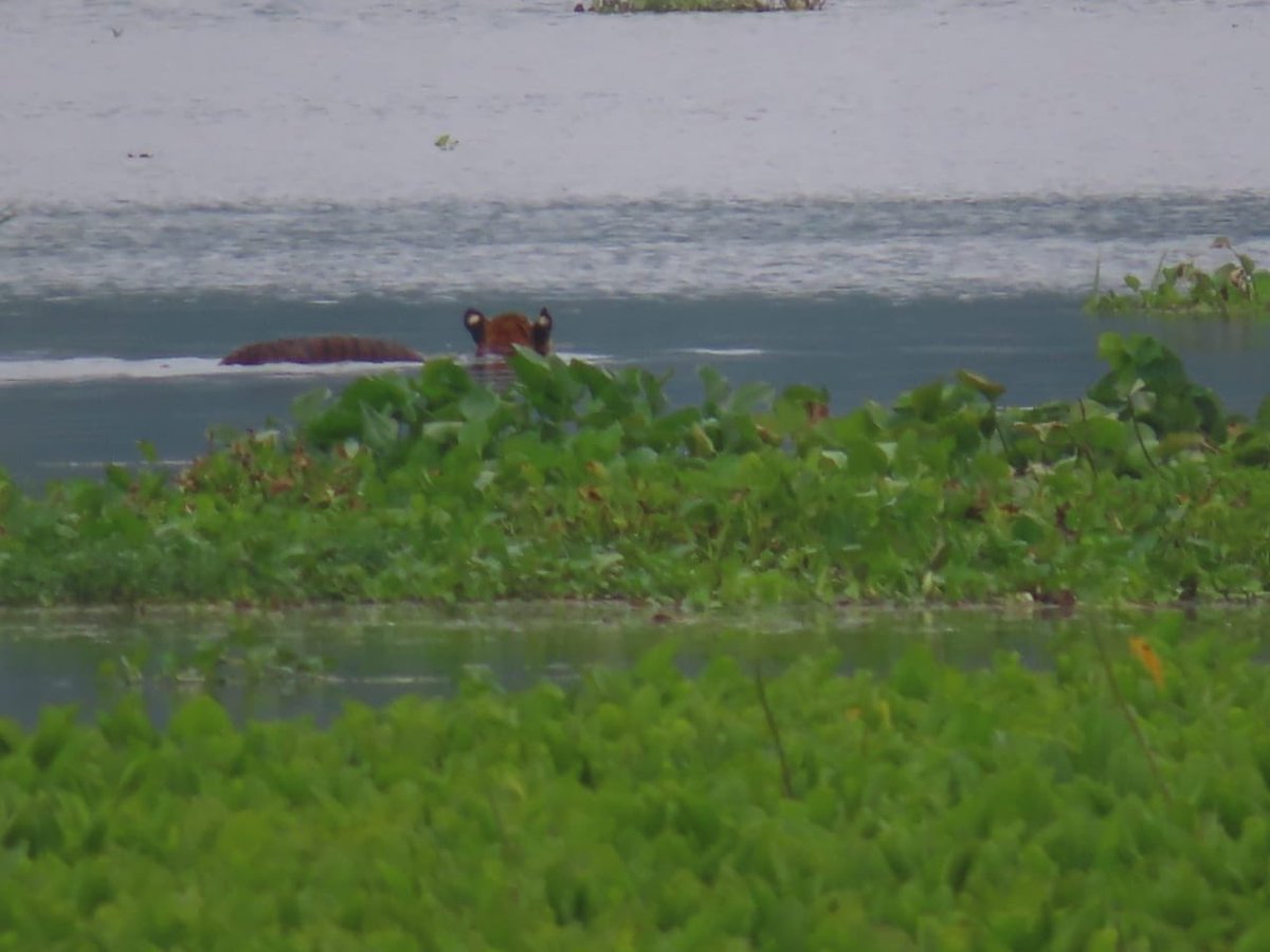 This is a third tiger (and there's a 4th one) strayed into a village, given  #safepassage by our team working with  #Kaziranga park authority. Guided safely towards the hills to escape  #KazirangaFloods  #AssamFloods2020