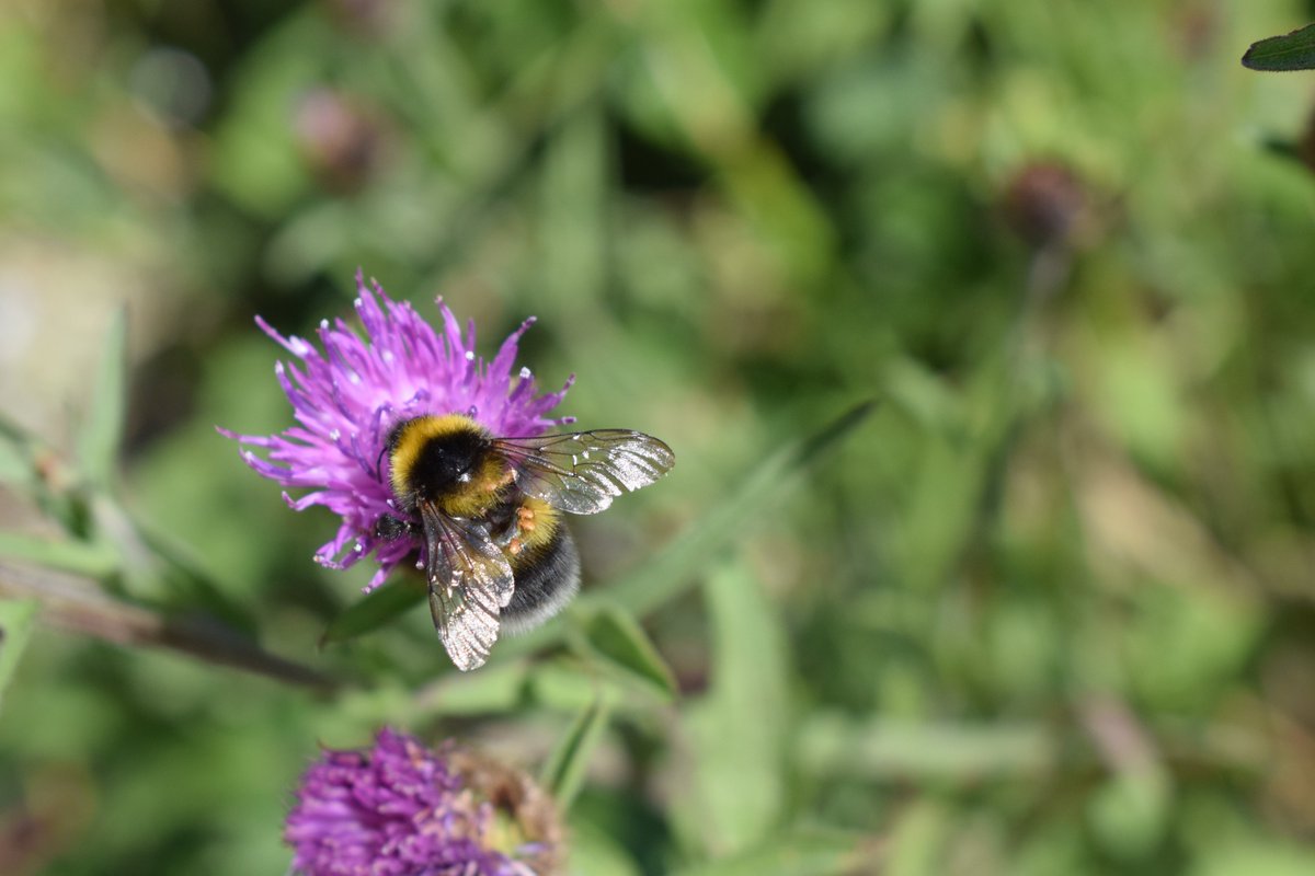 Overall, the benefits of road verges to pollinators likely far outweigh the costs – phew! Though this may not always be the case (e.g. in roadkill hotspots) & there’s still plenty more to learn.So, how should we manage our road verges to enhance them for pollinators?