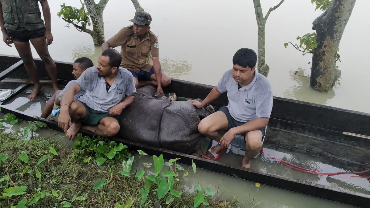 Meanwhile,  @samshulwildvet rescues a year-old  #rhino calf. This one will undergo  #rehabilitation at the  @ifawglobal - #WTI - #AssamForestDeptt. rescue centre  #CWRC until it is old enough to go  #BackToTheWild Another older  #rhino in a house is left undisturbed to find its way out