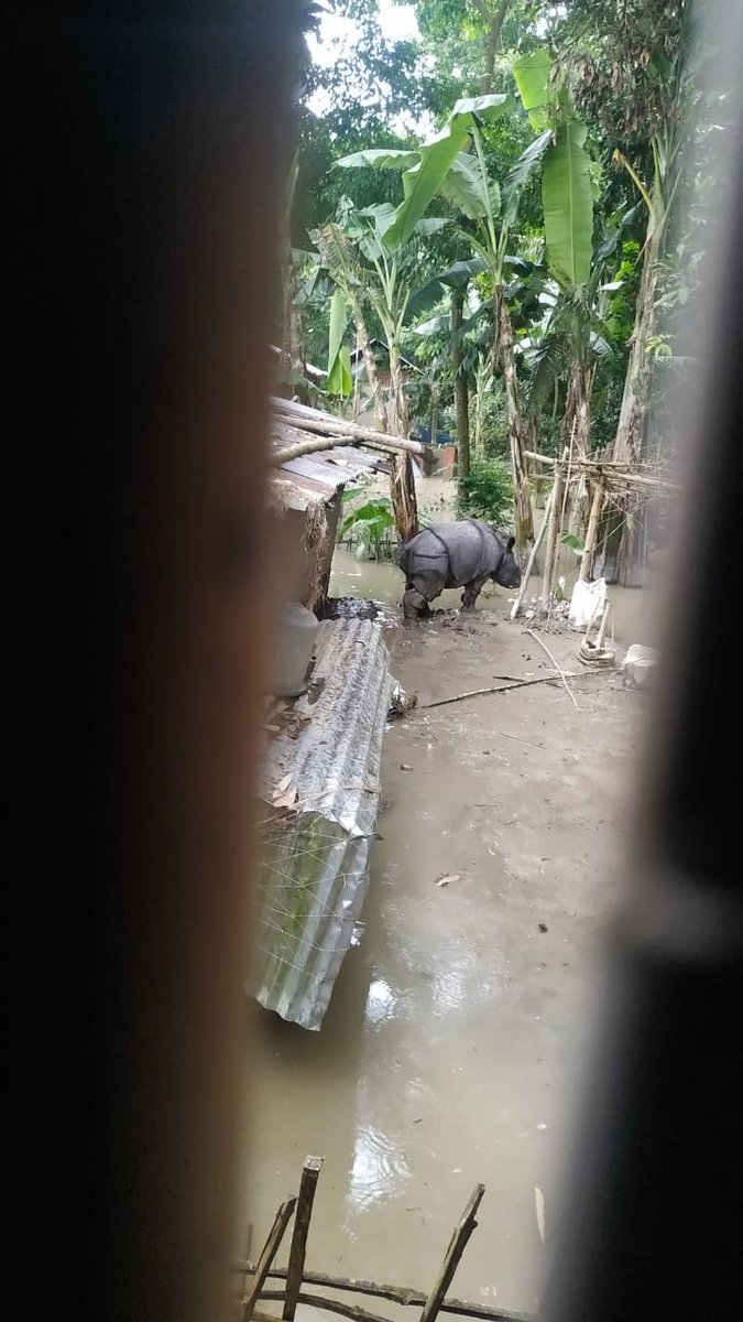 Meanwhile,  @samshulwildvet rescues a year-old  #rhino calf. This one will undergo  #rehabilitation at the  @ifawglobal - #WTI - #AssamForestDeptt. rescue centre  #CWRC until it is old enough to go  #BackToTheWild Another older  #rhino in a house is left undisturbed to find its way out