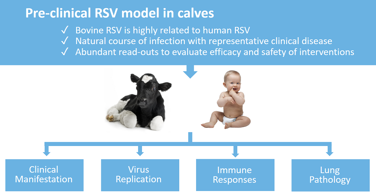 WURbvr's tweet photo. #RSV | Respiratory infections can cause serious illness in children. @WURbvr offers a #TranslationalModel to study intervention strategies ➡️ https://t.co/5YCkHAIGZM https://t.co/O70HWvxImG