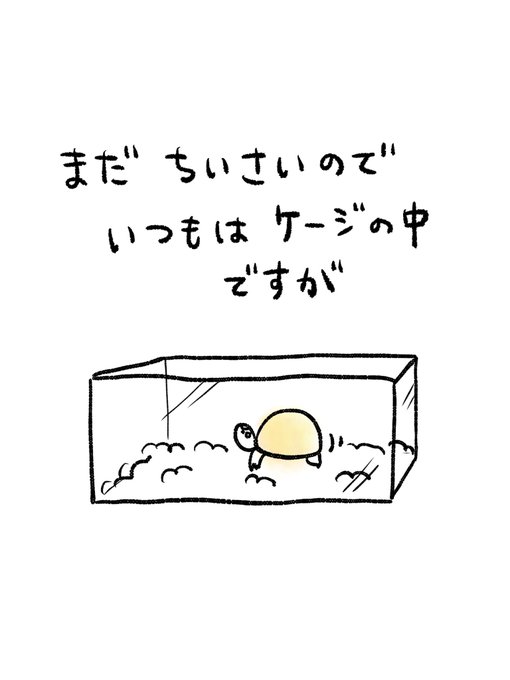 リクガメのtwitterイラスト検索結果 古い順