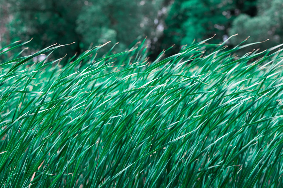 M_Rzeszotarska's tweet photo. #grass #greengrass #tallgrass #nature #naturephotography #art #natureart #artnature #artphotography #fineart #fineartphotography #fineartphotographer #beautyofnature #vibrant #greencolor #outdoors #outdoor #inpark https://t.co/hFjGGrwsPO