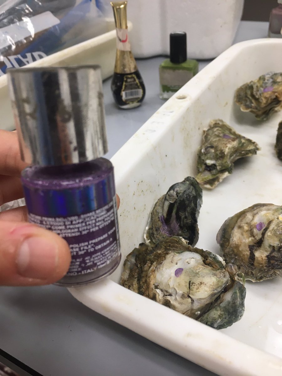 oyster beauty salon offering manicure services! they are now settled in their tanks, blissfully unaware of the hypoxic and/or acidic conditions that await them – bei  The University of Hong Kong