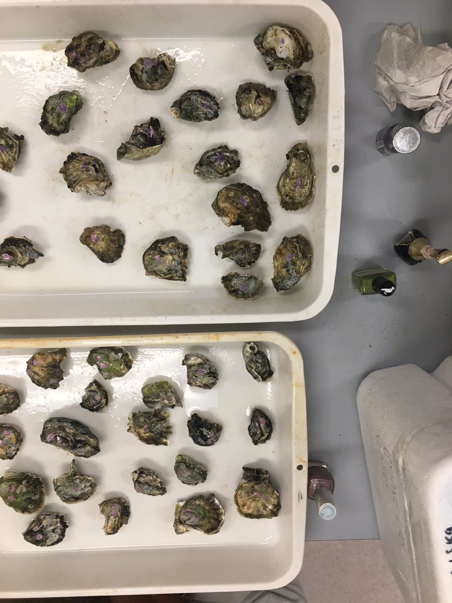 oyster beauty salon offering manicure services! they are now settled in their tanks, blissfully unaware of the hypoxic and/or acidic conditions that await them – bei  The University of Hong Kong