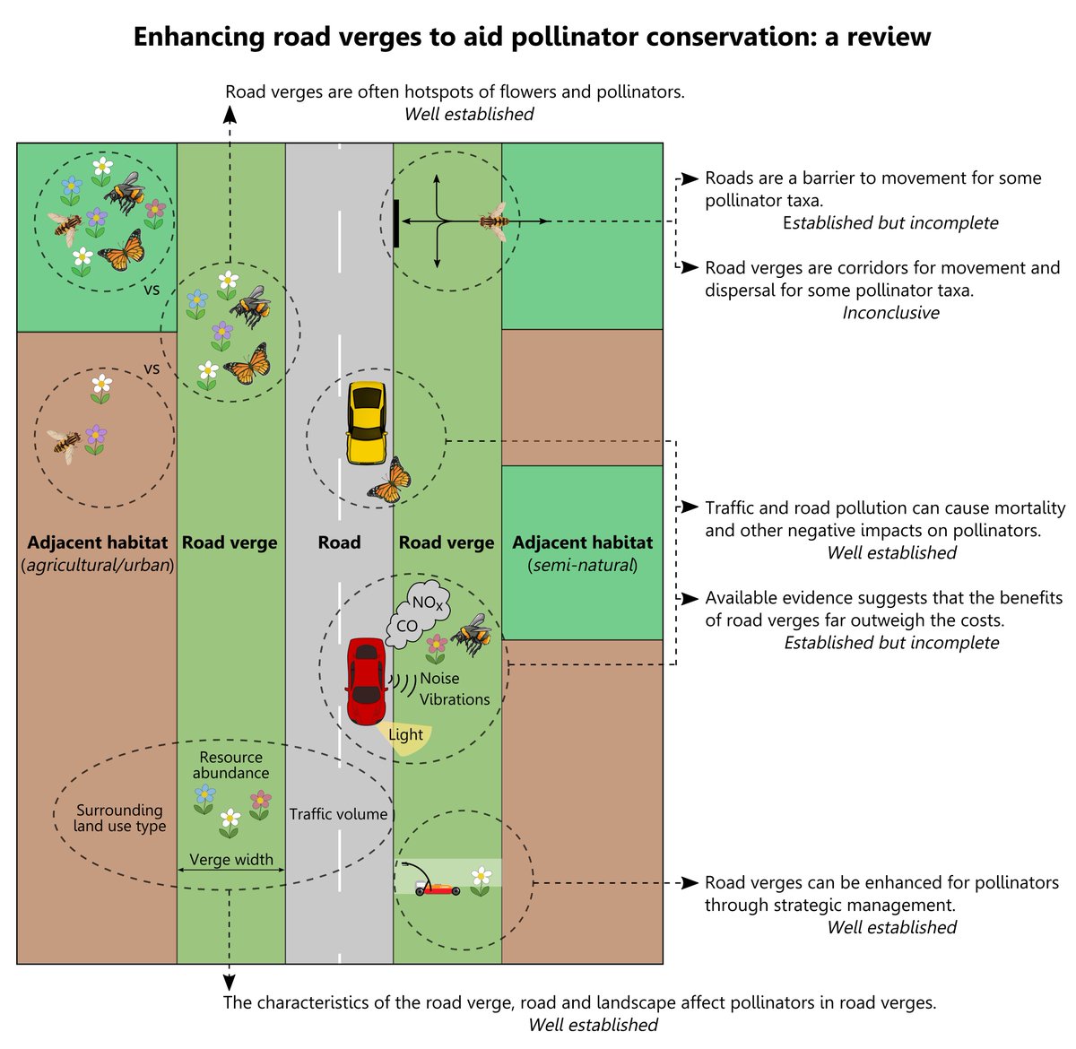 To summarise: Road verges are often pollinator hotspots, which are somewhat negatively impacted by traffic collisions and pollution but can provide valuable habitats and be enhanced further through strategic management.See the full paper for more info:  https://doi.org/10.1016/j.biocon.2020.108687