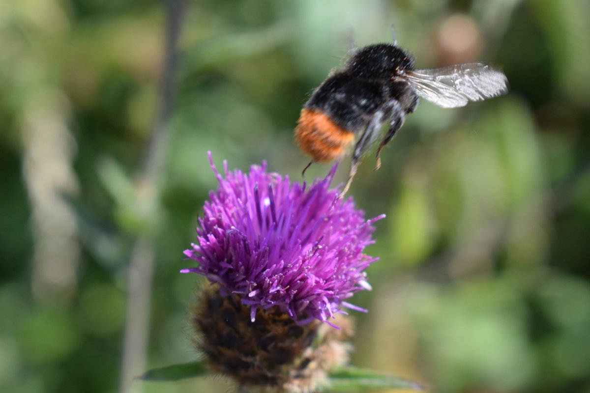 And if you’ve made it this far, and still want to learn more about road verges – congratulations!Please do get in contact – especially if you’re a Council or highways manager who is interested in discussing how you might implement our recommendations. #BeesNeeds  #beesneedsweek
