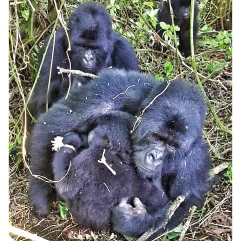 2. In order to be able to work on Theodore’s hand, the vets had to get permission from the patriarch, the silverback, in order to help TheodoreRemember, these are wild gorillas! Thankfully, Humba gave them permissionThis is how Theodore was found...look at his left hand 