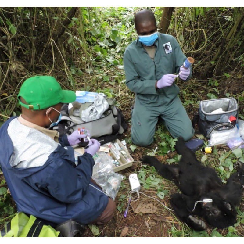 5. Don’t forget, all the vets and rangers wear masks around the gorillas at all times (especially now) because all primates can contract coronavirus. If any of these gorillas contracted coronavirus, it could wipe out the whole population...gorillas can die from the common cold.