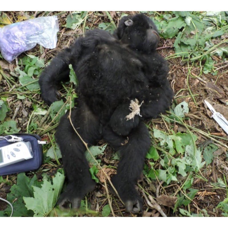 6. All of these extraordinary efforts are made to protect the mountain gorillas because there’s fewer than 1,100 wild living mountain gorillas left in the whole world. Not only could baby Theodore have lost his hand, he could have died. Every life is precious.