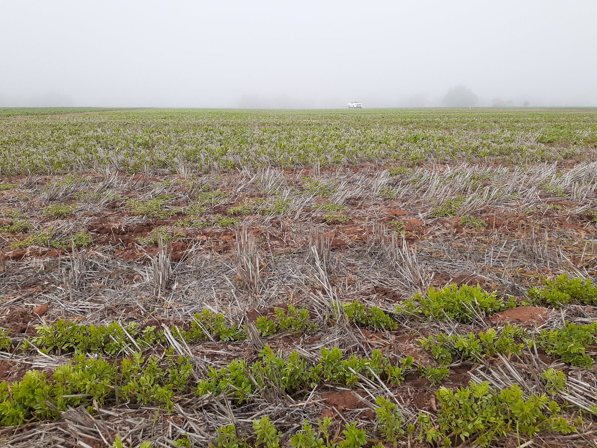 Around 2 ha worth of pulse &amp; cereal trials at Booleroo just waiting for some sunshine. Vetch responding well to early GA treatment making biomass cut easier. Money on bean-vetch intercropping as best early growth combination. <a href="/theGRDC/">GRDC</a> <a href="/GRDCSouth/">GRDC South</a> <a href="/SA_PIRSA/">PIRSA</a> #SouthernPulseAgronomy