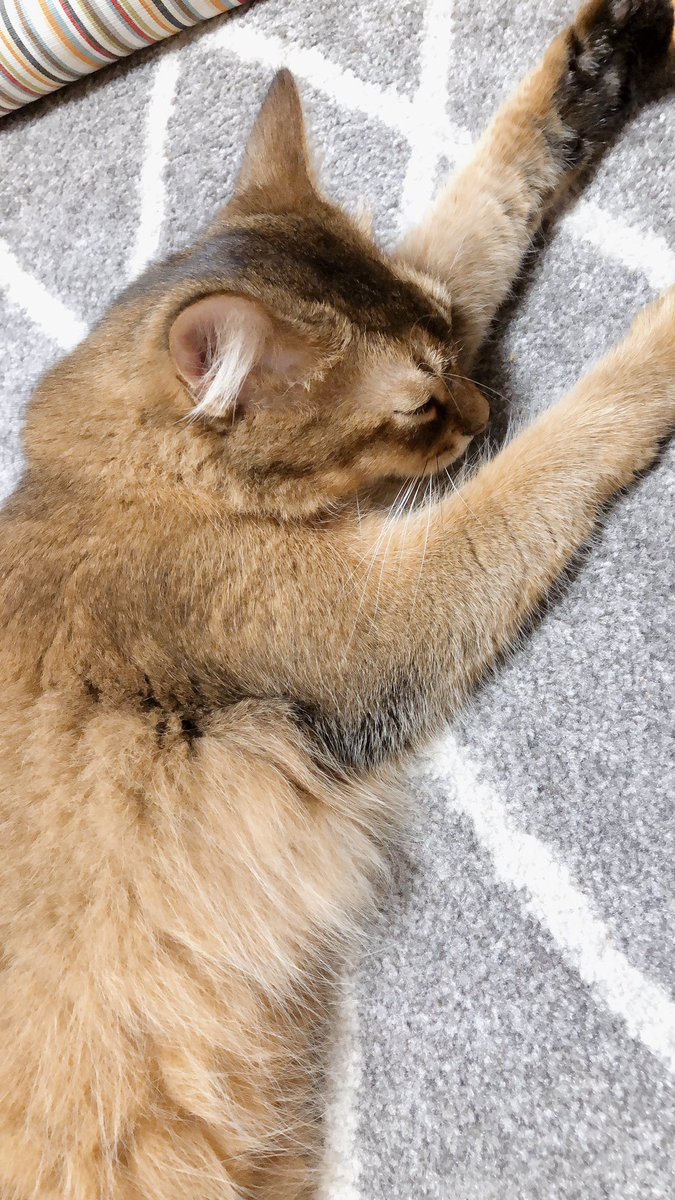 明日病院ね と言われたときの猫さんのリアクション実例 損得に関わる言葉はすぐ覚えるよね と共感 母音くらいの聴き分けはできるそうなので Togetter 明日病院ね と言われたときの猫さんのリアクション実例 損得に関わる言葉はすぐ覚えるよね と共感 母音くらいの聴き分けはできるそうなので Togetter