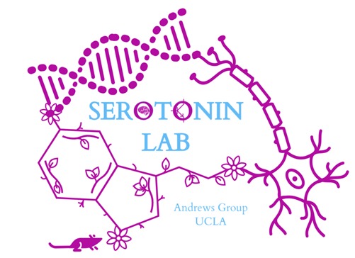 The Andrews' lab is finally on Twitter! 👋👋👋 #neuroscience #serotonin #UCLA
