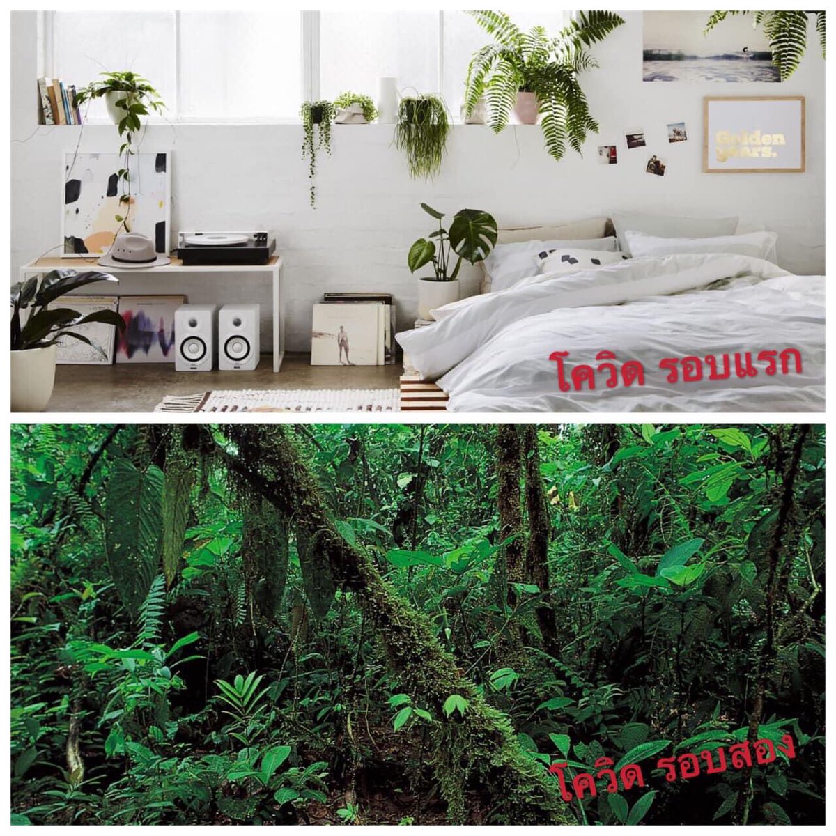 บ้านและห้องนอน ยุค2020 ☘️
#โควิด19 #โควิดเป็นเหตุสังเกตได้ #Covid_19SA #ต้นไม้ฟอกอากาศ