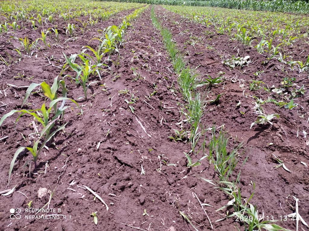 IsidroNepaRey's tweet photo. Módulo Uanajchukuni de Turicuaro, Municipio de Nahuatzen, Michoacán.
Evaluación de la vitrina de maíces híbridos del ciclo intermedio.
Con manejo de biofertilizantes, Manejo Agroecológico de Plagas, Manejo Integrado de Malezas, etc.
#LaAgriculturaSigue
@HubBajio 
@Paus_Camacho https://t.co/5yRUmxzmEt