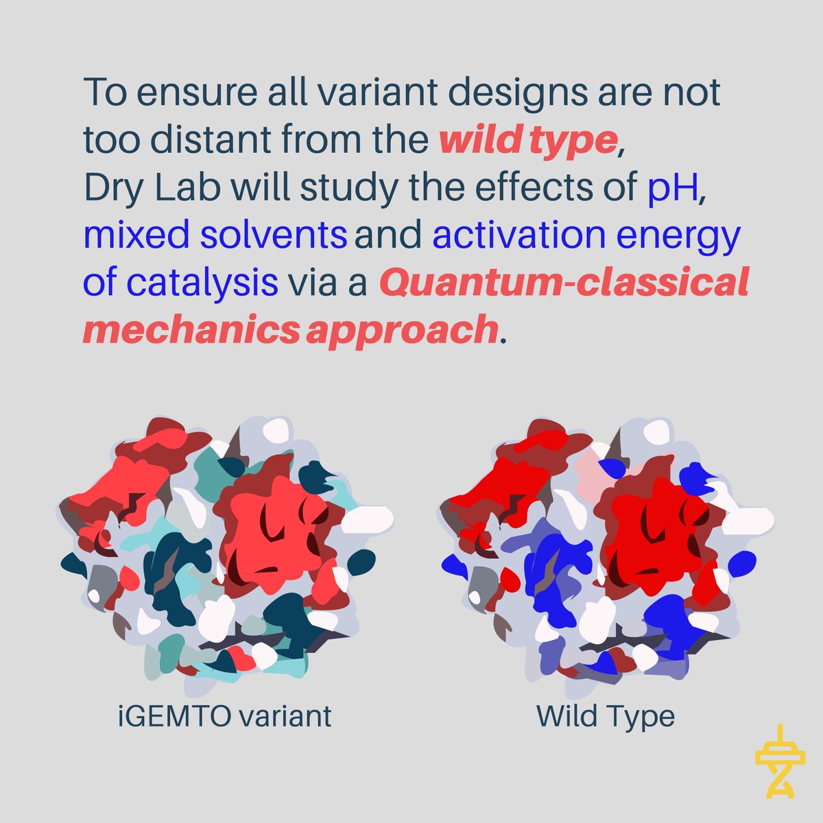 Phase 2 : “To validate the Wet Lab’s designs, the Dry Lab will be modelling the variants while remaining faithful to the natural protein environment. Ultimately, this will ensure whether the variants are viable for further use in large-scale, industrial-based situations.”