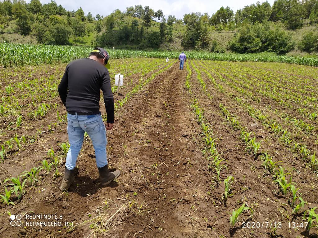 IsidroNepaRey's tweet photo. Módulo Uanajchukuni de Turicuaro, Municipio de Nahuatzen, Michoacán.
Evaluación de la vitrina de maíces híbridos del ciclo intermedio.
Con manejo de biofertilizantes, Manejo Agroecológico de Plagas, Manejo Integrado de Malezas, etc.
#LaAgriculturaSigue
@HubBajio 
@Paus_Camacho https://t.co/5yRUmxzmEt