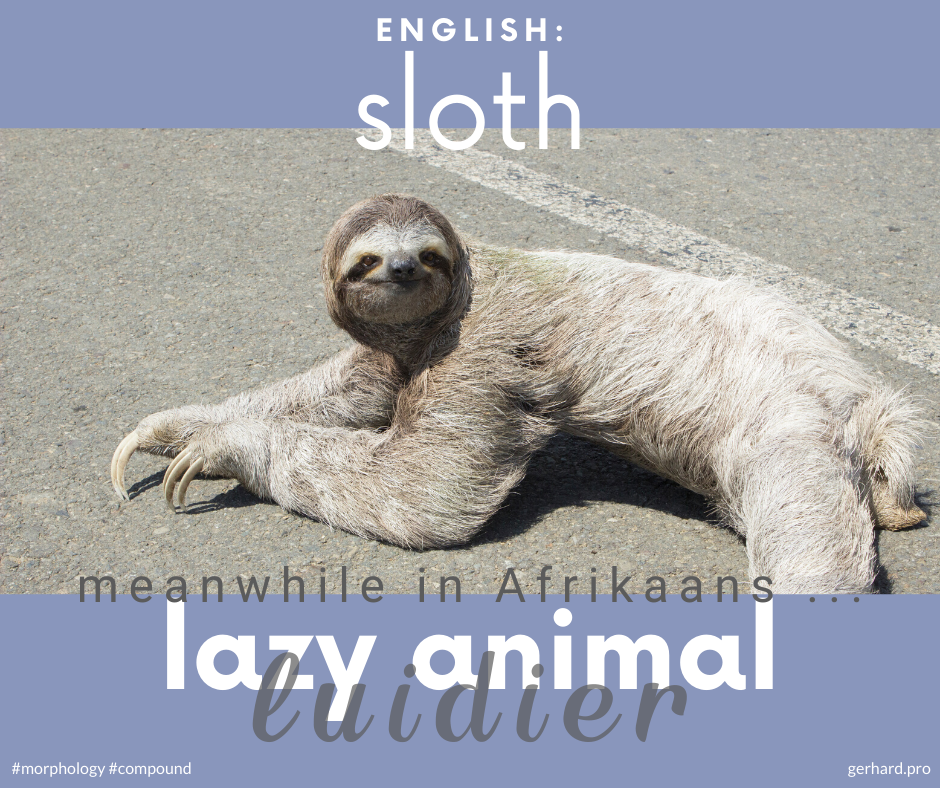 gerhardvanh's tweet photo. Animal name #compounds in #Afrikaans #morphology #linguistics #MeanwhileInAfrikaans https://t.co/For7mlWnnR
