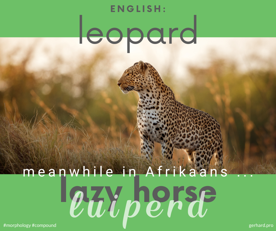 gerhardvanh's tweet photo. Animal name #compounds in #Afrikaans #morphology #linguistics #MeanwhileInAfrikaans https://t.co/For7mlWnnR