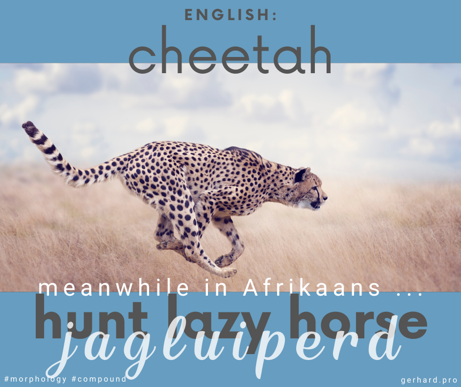 gerhardvanh's tweet photo. Animal name #compounds in #Afrikaans #morphology #linguistics #MeanwhileInAfrikaans https://t.co/For7mlWnnR