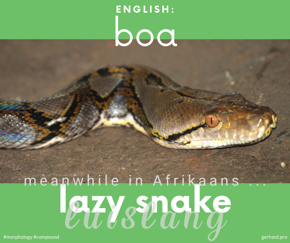 gerhardvanh's tweet photo. Animal name #compounds in #Afrikaans #morphology #linguistics #MeanwhileInAfrikaans https://t.co/For7mlWnnR