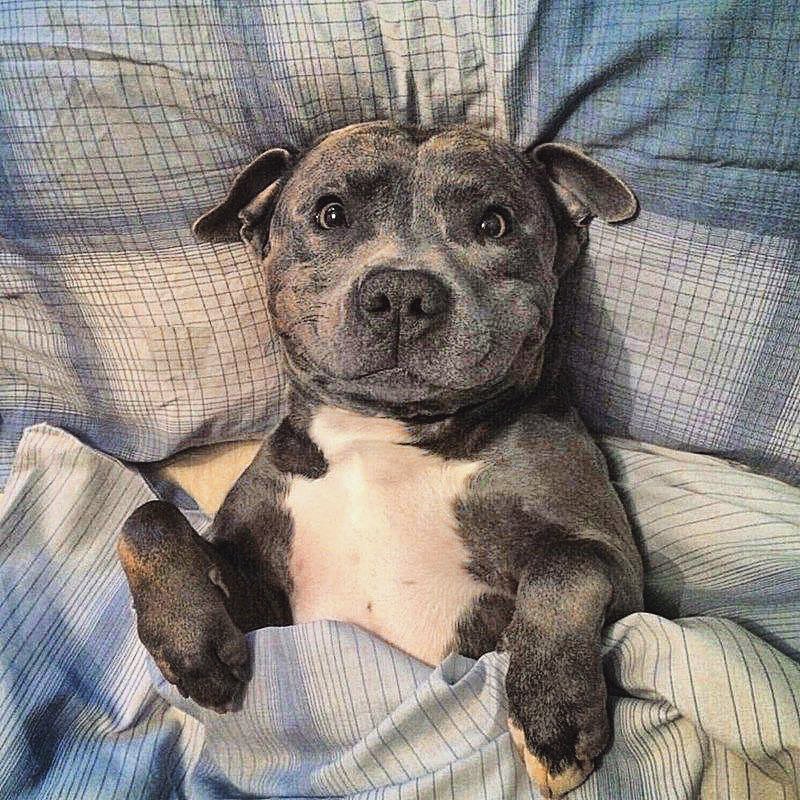 Goodnight doggo and hooman friends! See you tomorrow 💤🐕💜 #heck #heckingtired #pitty