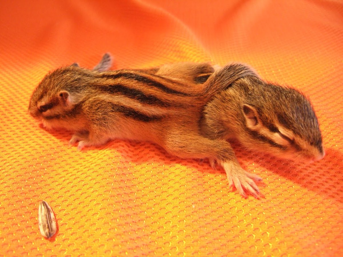 しまりすページ リスのパンケーキ