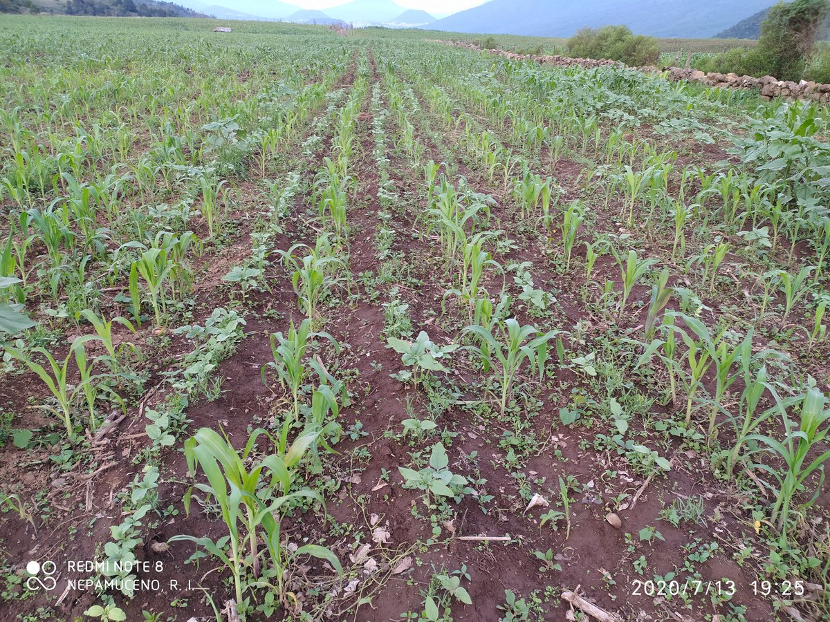 IsidroNepaRey's tweet photo. Módulo de Ahuiran, Municipio de Paracho, Michoacán.
En el ensayo de Cultivos Intercalados
Con el objetivo de Evaluar y desarrollar alternativas de manejo integrado de malezas y diversificación de los sistemas de producción.
#LaAgriculturaSigue 
@HubBajio 
@Paus_Camacho https://t.co/tpy7AfWGxw