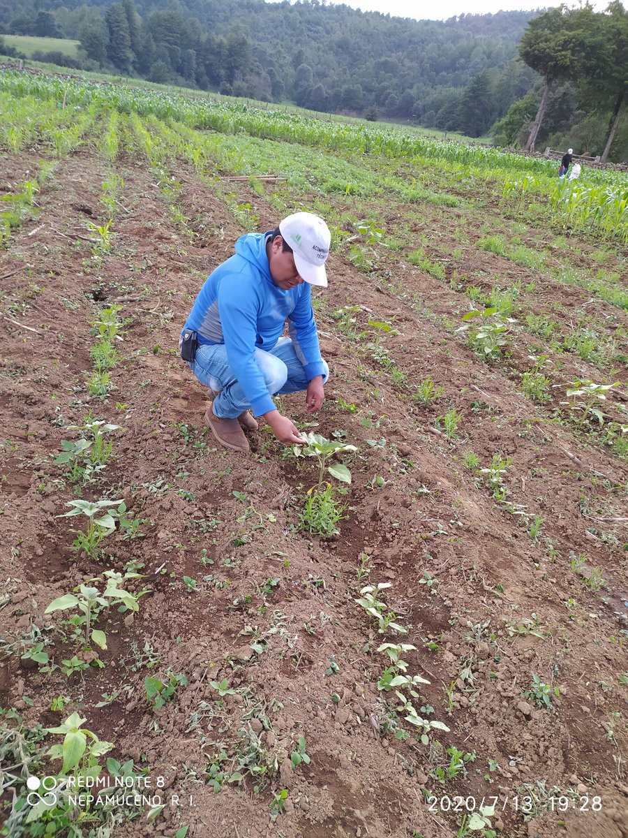 IsidroNepaRey's tweet photo. Módulo de Ahuiran, Municipio de Paracho, Michoacán.
En el ensayo de Cultivos Intercalados
Con el objetivo de Evaluar y desarrollar alternativas de manejo integrado de malezas y diversificación de los sistemas de producción.
#LaAgriculturaSigue 
@HubBajio 
@Paus_Camacho https://t.co/tpy7AfWGxw