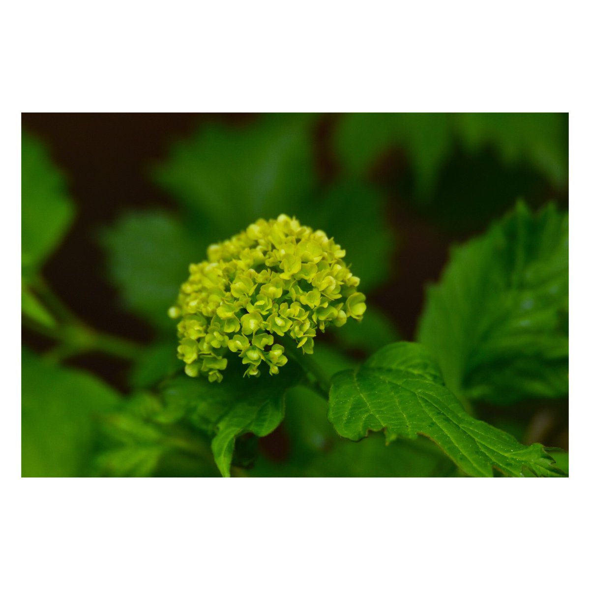 teaism's tweet photo. Nikon D3500
Tamron SP 150-600 f/5-6.3 Di VC USD G2 https://t.co/cOrirKqrWQ